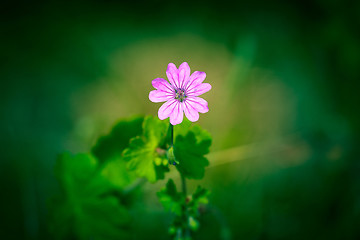 Image showing Violet wildflower on green background