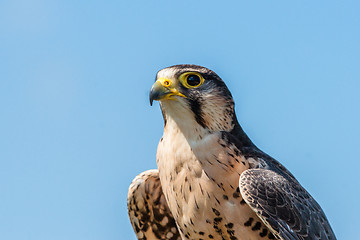 Image showing Kestrel falcon on blue background