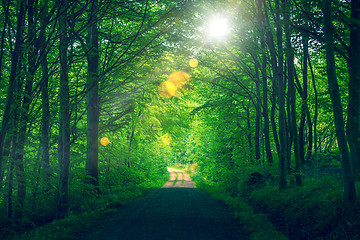 Image showing Forest sunlight with bokeh