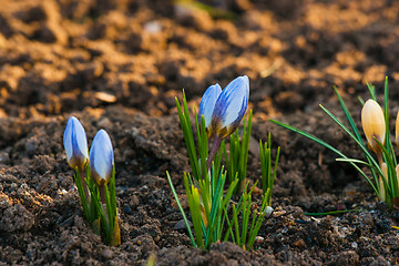 Image showing Crocus flowers blooming in a garden