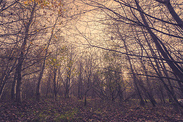 Image showing Forest in the autumn