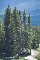 Image showing Tall pine trees on a hill