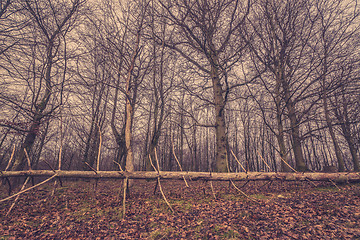 Image showing Tree with many twigs in a forest