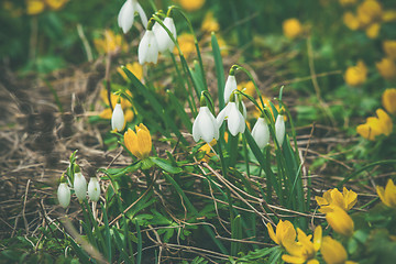 Image showing Springtime flora in a garden