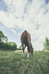 Image showing Horse from behind eating grass