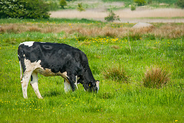 Image showing Holstein Friesian cow on a field in Denmark
