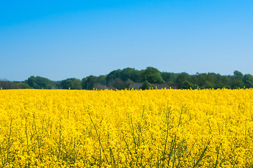 Image showing Rapeseed meadow with yellow flowers