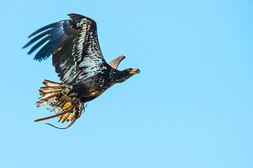 Image showing Haliaeetus albicilla eagle flying