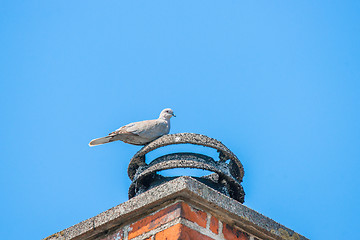 Image showing Pigeon on a bricked chimney
