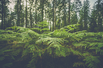 Image showing Large fern plants in a forest