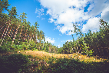 Image showing Dry meadow in a pine tree forest