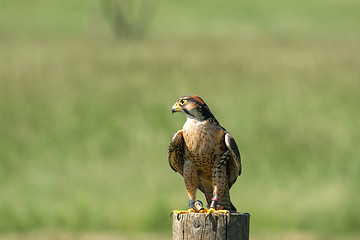 Image showing Kestrel sitting on a wooden pole