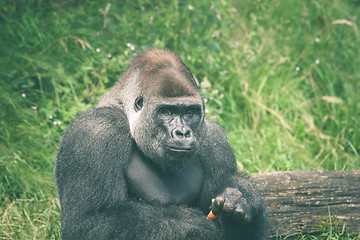 Image showing Cute gorilla eating a carrot