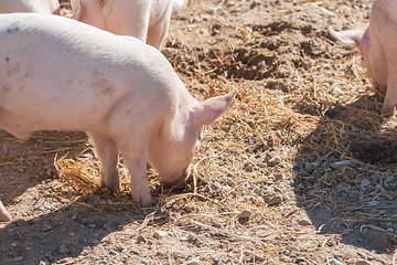 Image showing Pink piglets looking for food