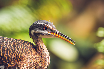 Image showing Close-up of a sunbittern bird in a colorful rainforest