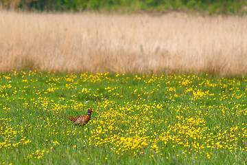 Image showing Pheasant on a green field