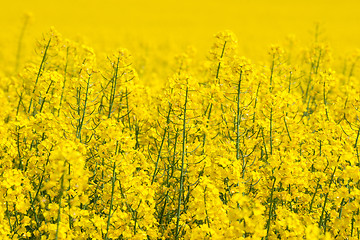 Image showing Canola flowers on a yellow field