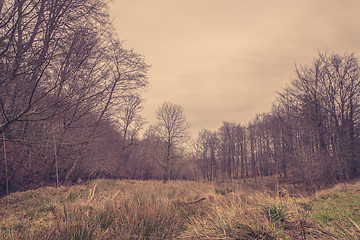 Image showing Meadow in a forest at dawn