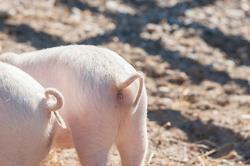 Image showing Pig tails on pink piglets