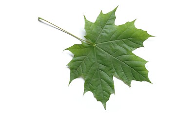 Image showing Leaf