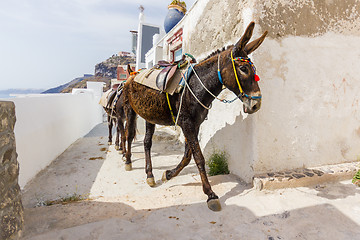 Image showing donkey on stairs of Santorini