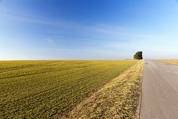 Image showing rural road, tree