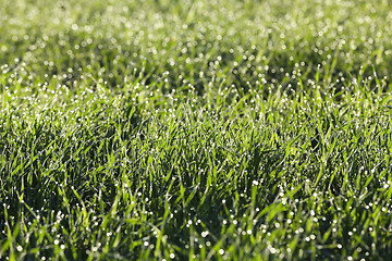 Image showing young grass plants, close-up