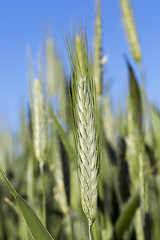 Image showing Field with cereal