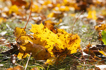 Image showing leaves in autumn park