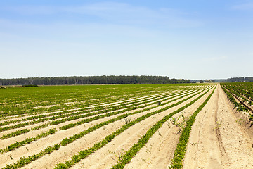 Image showing Field with carrot