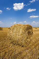 Image showing Stack of straw