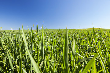 Image showing Field with cereal