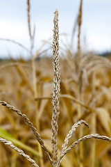 Image showing field with mature corn