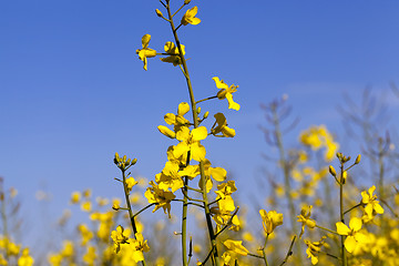 Image showing yellow flower rape