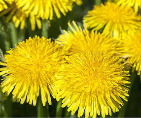 Image showing yellow dandelions in spring