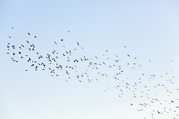 Image showing birds flying in the sky