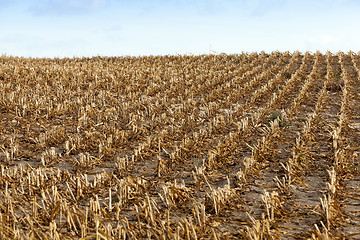 Image showing harvested mature corn