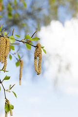 Image showing Young leaves of birch