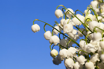 Image showing Forest lily of the valley close-up