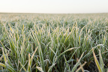 Image showing wheat during frost