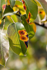 Image showing pear foliage in autumn