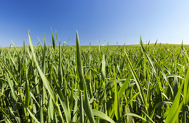 Image showing Field with cereal