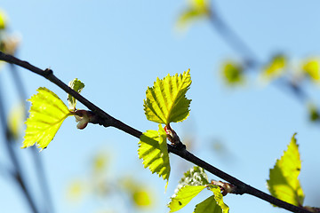 Image showing Young leaves of birch