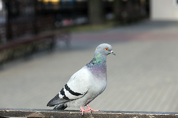 Image showing pigeon sitting on the fence