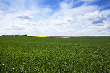 Image showing wheat field in spring