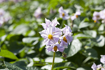 Image showing potato flower, close-up