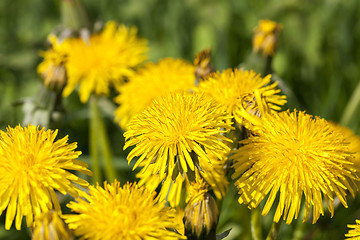 Image showing yellow dandelions in spring