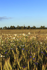 Image showing flowers in the field