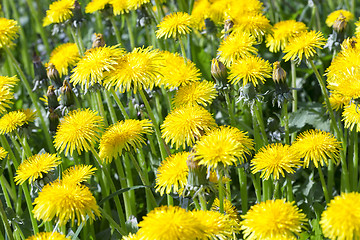 Image showing yellow dandelions in spring