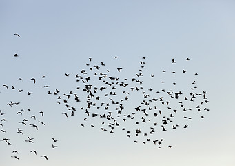 Image showing birds flying in the sky